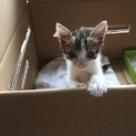 かわいい仔猫を飼っていただけませんでしょうか？