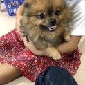 ポメラニアンの橙兵衛(じゅうべえ)くん