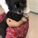 ポメラニアンの紫(しおり)ちゃん