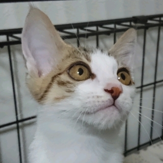 9/2銀座★紅葉くん★キレイな目のイケメン