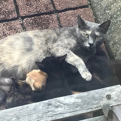 「嬉しいニュース！兄弟が増えました！」サムネイル1