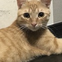 （お試し中！）イケメン茶トラむーちゃん☆約1歳