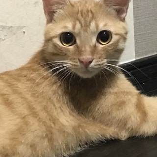 （お試し中！）イケメン茶トラむーちゃん☆約1歳