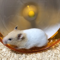 むぎちゃん