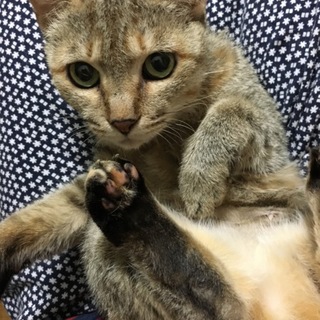 ボランティア精神のある心優しい方！