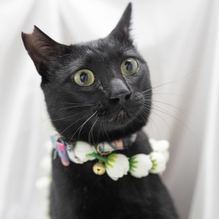 とっても甘えん坊でブラッシング大好き♡ゴンくん