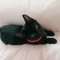 人馴れ抜群、可愛い仔猫3匹！