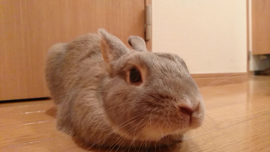 ミニウサギ 男のこ サムネイル2