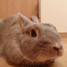 ミニウサギ 男のこ サムネイル2
