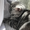 うえまつれい