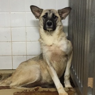 引き出されました。