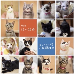 ねこのしっぽ子猫譲渡会 サムネイル1