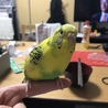 ぴよぴよさえ
