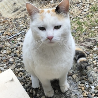 罪のない小さな命を
