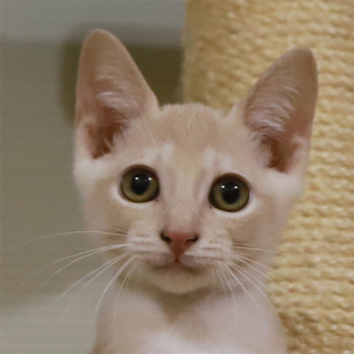 生後２ヶ月４兄妹～クリームシルバーの男の子