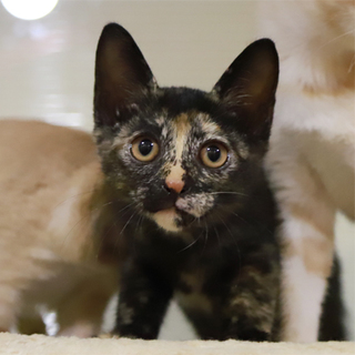 生後２ヶ月４兄妹～サビの女の子