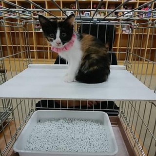 模様が可愛い三毛猫ちゃん、遊ぶの大好きです。