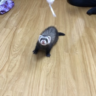 フェレット マーシャル