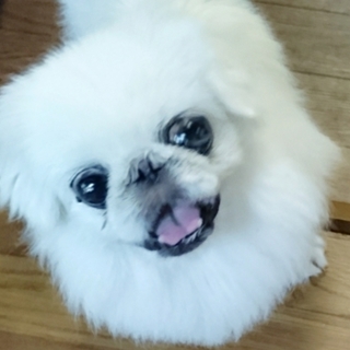 癒し系のんびりマイペースなペキニーズのモコちゃん