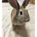 保護うさぎ/142イヨニー