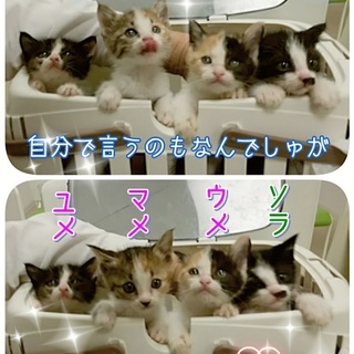 鼻のちょび髭がチャームポイント　(三重県名張市)