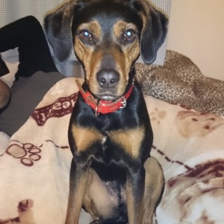 この子の里親になってください