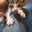 生まれて間もない子猫です
