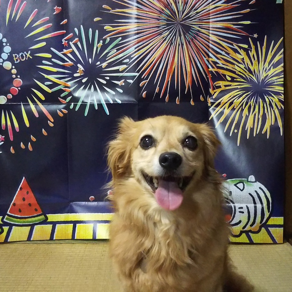 はなのカバー写真