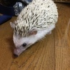 可愛がってくれる方、ハリネズミの女の子【1歳】 サムネイル1