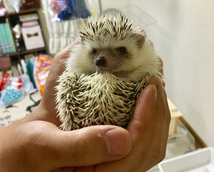 可愛がってくれる方、ハリネズミの女の子【1歳】 サムネイル2
