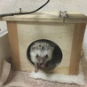 可愛がってくれる方、ハリネズミの女の子【1歳】 サムネイル3