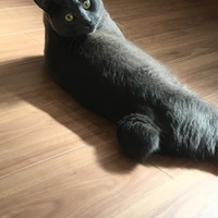 ゆず
