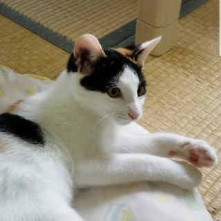 里親決定。ありがとうございます。