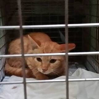 酒津桜猫『茶太』里親決定！