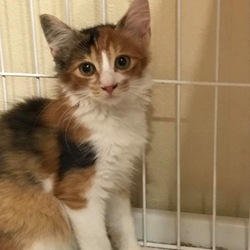 保護猫譲渡会 サムネイル2