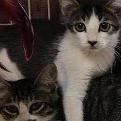 保護猫譲渡会 サムネイル3