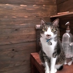 「トムさん、その舞台裏は」サムネイル3