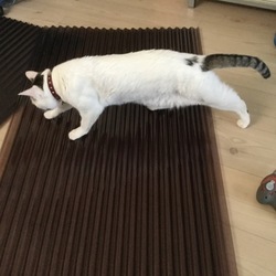 「トムさん、その舞台裏は」サムネイル2