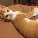 元気な仔猫
