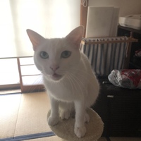 前田 大福