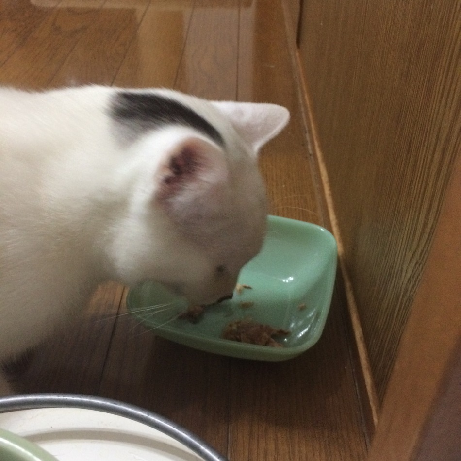 前田 大福のカバー写真