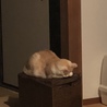 ごめん寝。