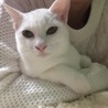 ツリ目。