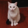 白猫風だけど、尻尾シマシマとちょんまげあるんです。