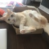 お腹は白いのよ。