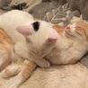 こんなちょんまげ付いてます