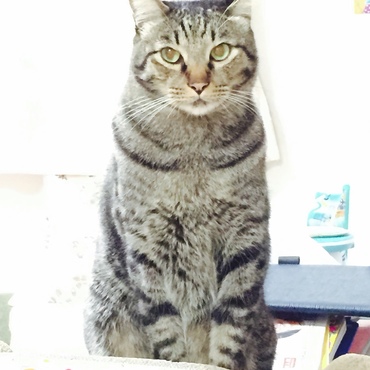 キジトラのルーク。