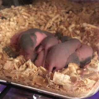 ラットのベビー離乳後に里親