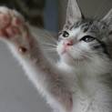 サワちゃん♥しあわせにゃんこになりました