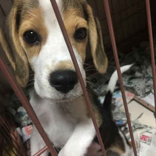 【3ヶ月】ビーグルの子犬の里親を募集しております。